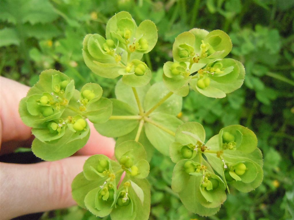 Euphorbia helioscopia